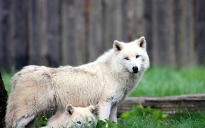 Wolves dressed as sheep