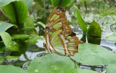 How an Intuitive Life Coach Can Transform Your Life