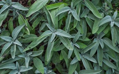 Clearing Energy & Inviting Positivity with Sage