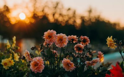 The Universe is Speaking – Are You Listening? Signs You’re Ignoring Your Soul’s Calling