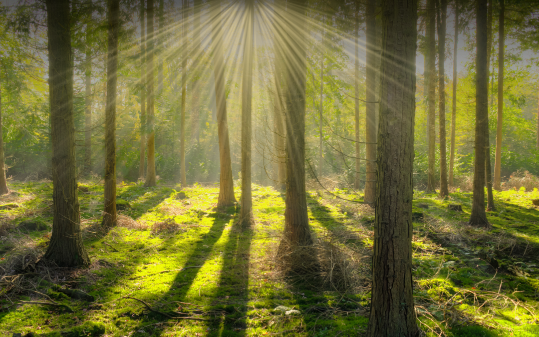 Winter Solstice 2025: Embracing the Return of Light