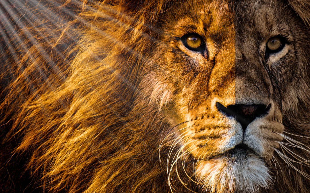 The Lion’s Gate Portal Begins: What July 26 Means for Your Soul